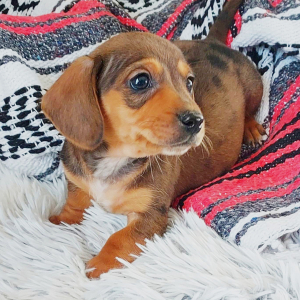 Dachshund Puppy Finn