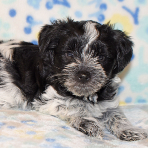 Miniature Schnauzer Puppy Presley