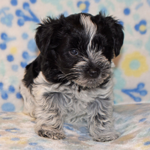Miniature Schnauzer Puppy Presley