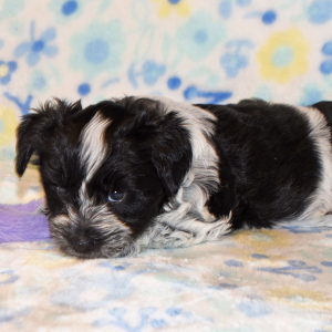 Miniature Schnauzer Puppy Presley