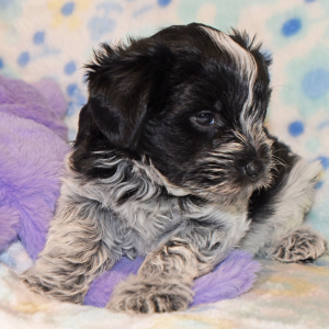 Miniature Schnauzer Puppy Presley