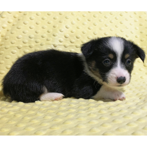 Pembroke Welsh Corgi Puppy Wren