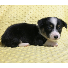Pembroke Welsh Corgi Puppy Wren