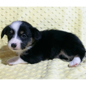 Pembroke Welsh Corgi Puppy Wren