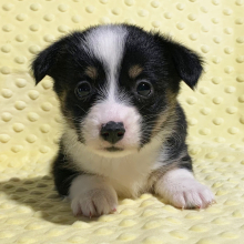 Pembroke Welsh Corgi Puppy Wren