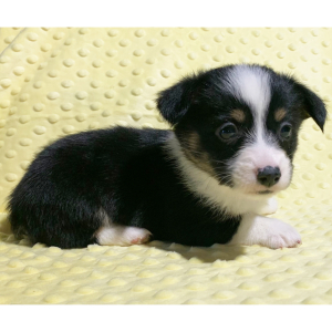 Pembroke Welsh Corgi Puppy Wren
