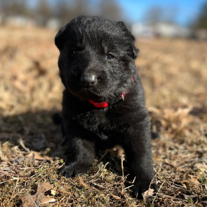 German Shepherd Dog Puppy Bonnie