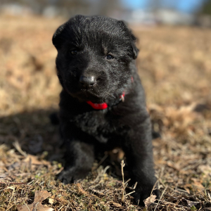 German Shepherd Dog Puppy Bonnie