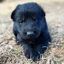 German Shepherd Dog Puppy Bonnie