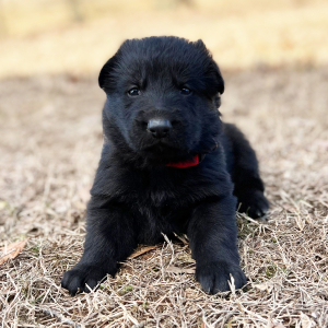 German Shepherd Dog Puppy Bonnie