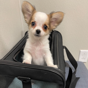 Chihuahua Puppy Olivia
