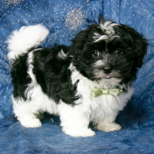 Havanese Puppy Easton