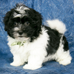 Havanese Puppy Easton
