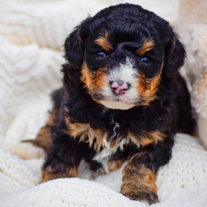 Bernedoodle Puppy Rugar