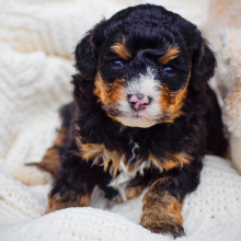 Bernedoodle Puppy Rugar