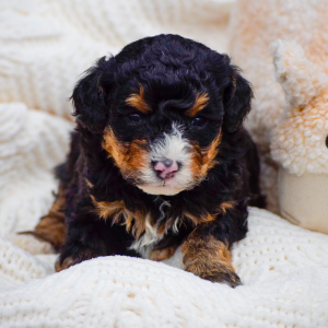Bernedoodle Puppy Rugar