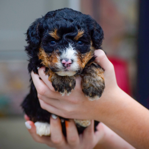 Bernedoodle Puppy Rugar