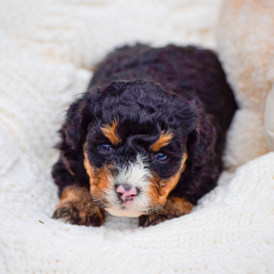 Bernedoodle Puppy Rugar