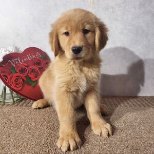 Golden Retriever Puppy Kyran