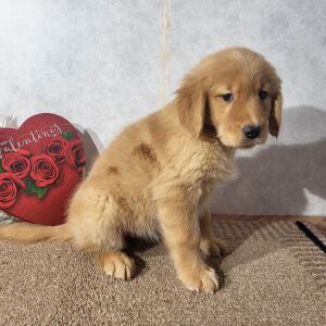 Golden Retriever Puppy Kyran