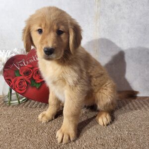Golden Retriever Puppy Kyran