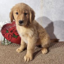 Golden Retriever Puppy Kyran