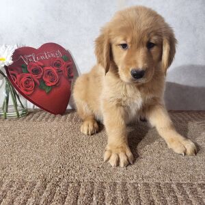 Golden Retriever Puppy Kyran