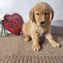 Golden Retriever Puppy Kyran