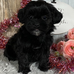 Shihpoo Puppy Kiara