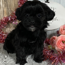 Shihpoo Puppy Kiara