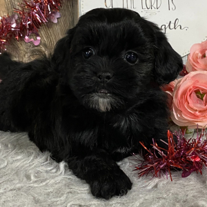 Shihpoo Puppy Kiara