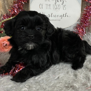 Shihpoo Puppy Kiara