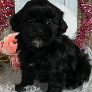 Shihpoo Puppy Kiara