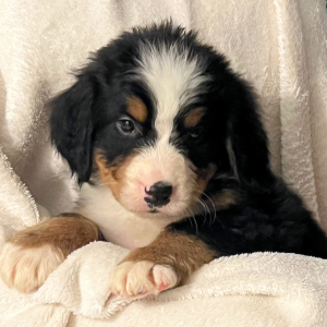 Bernese Mountain Dog Puppy Basil