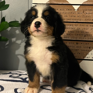 Bernese Mountain Dog Puppy Basil