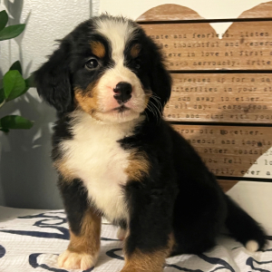 Bernese Mountain Dog Puppy Basil