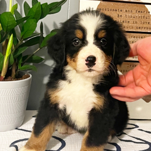 Bernese Mountain Dog Puppy Basil