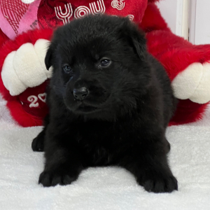 German Shepherd Dog Puppy Tiana