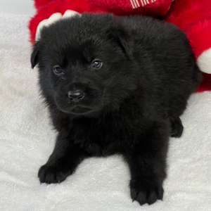 German Shepherd Dog Puppy Tiana