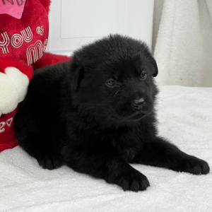 German Shepherd Dog Puppy Tiana