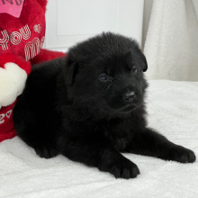 German Shepherd Dog Puppy Tiana