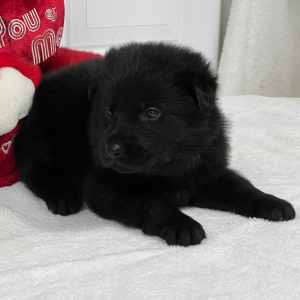 German Shepherd Dog Puppy Tiana