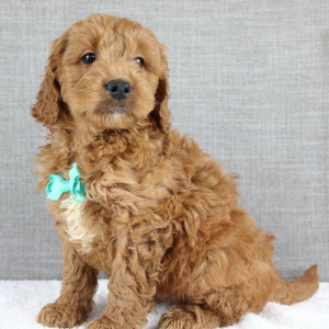 Goldendoodle Puppy Kemp