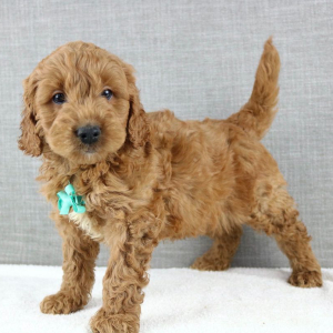 Goldendoodle Puppy Kemp
