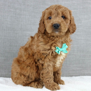 Goldendoodle Puppy Kemp