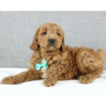Goldendoodle Puppy Kemp