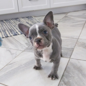 Frenchton Puppy Emily
