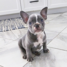 Frenchton Puppy Emily