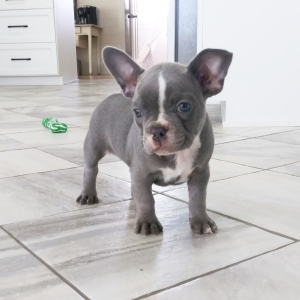 Frenchton Puppy Emily