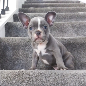 Frenchton Puppy Emily